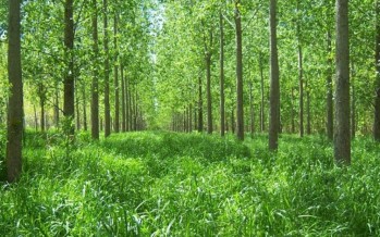 Potencian los bosques del Delta con una receta neocelandesa