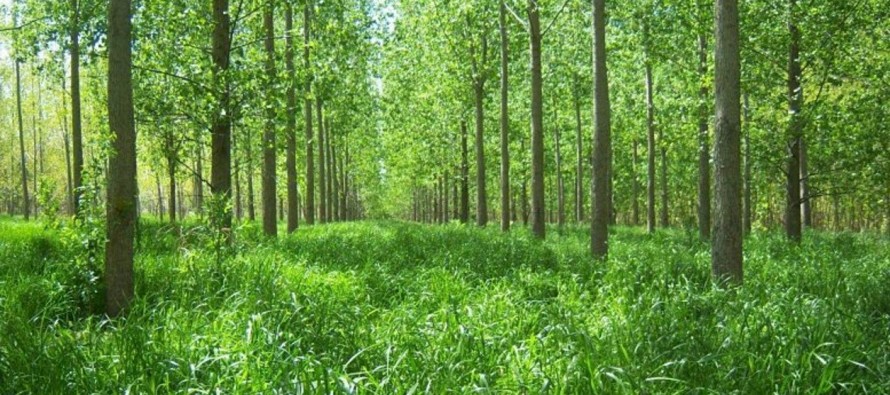 Potencian los bosques del Delta con una receta neocelandesa