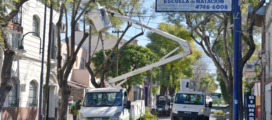 San Fernando realiza un cuidado especial de los jacarandás antiguos de la ciudad