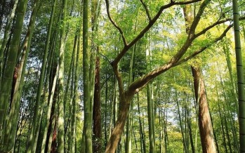 Simposio sobre la bioeconomía del bambú