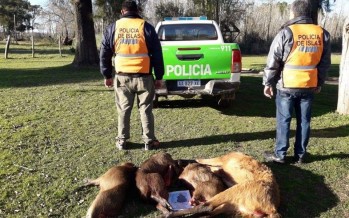 Detuvieron a dos cazadores en Zárate Brazo Largo con un ciervo de los pantanos