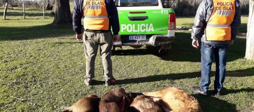 Detuvieron a dos cazadores en Zárate Brazo Largo con un ciervo de los pantanos