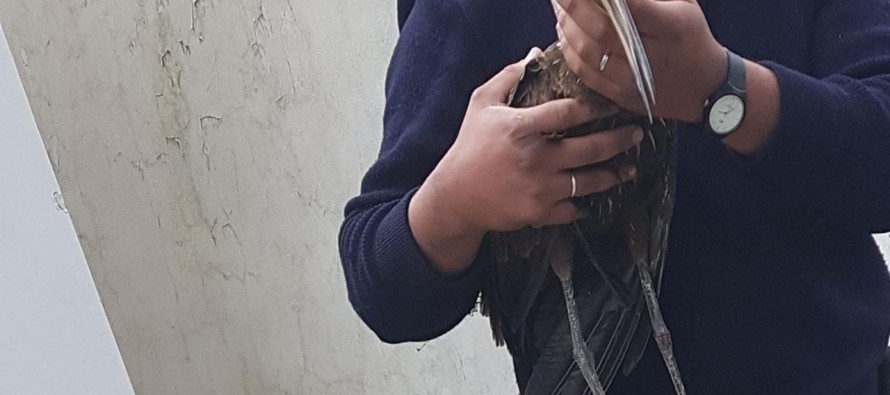 El Municipio de San Fernando rescató un caráu aparecido en una vivienda de Victoria