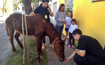 San Fernando rescató a un caballo con muy mala salud que era utilizado como animal de carga en la vía pública