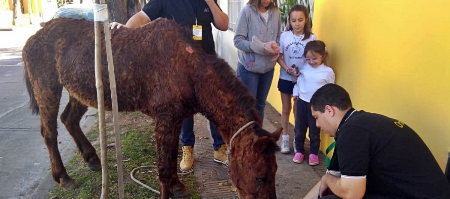 San Fernando rescató a un caballo con muy mala salud que era utilizado como animal de carga en la vía pública