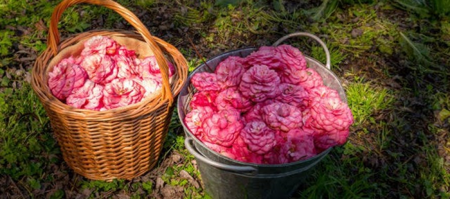 Un tesoro de camelias en el corazón del Delta