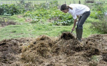 Compost: todo lo que tenés que saber para lograr tu propio abono orgánico