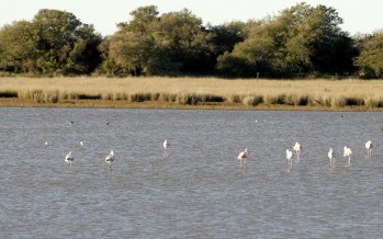Proteger a los humedales para cuidar el ambiente