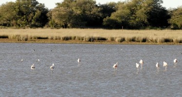 Proteger a los humedales para cuidar el ambiente