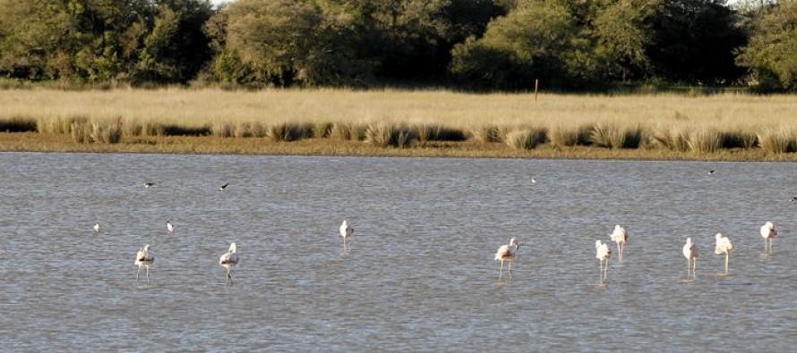 Proteger a los humedales para cuidar el ambiente
