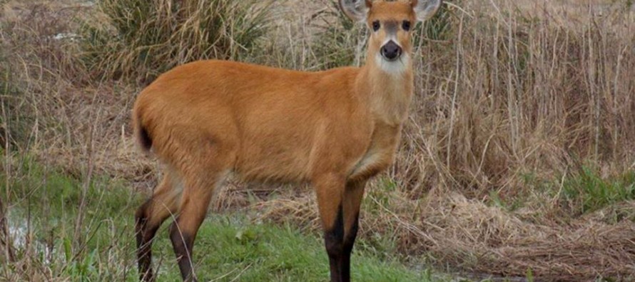 Un informe indica que el ciervo de los pantanos del Delta del Paraná está en peligro