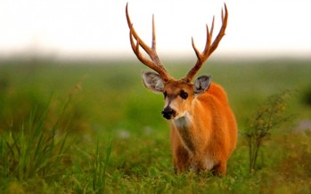 Preocupación por el Parque Nacional Ciervo de los Pantanos