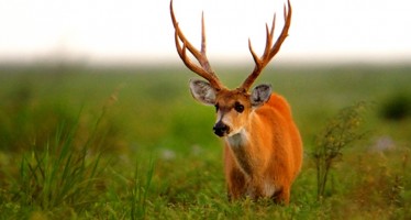 Comenzó el primer foro para impulsar leyes que protejan la vida de los animales