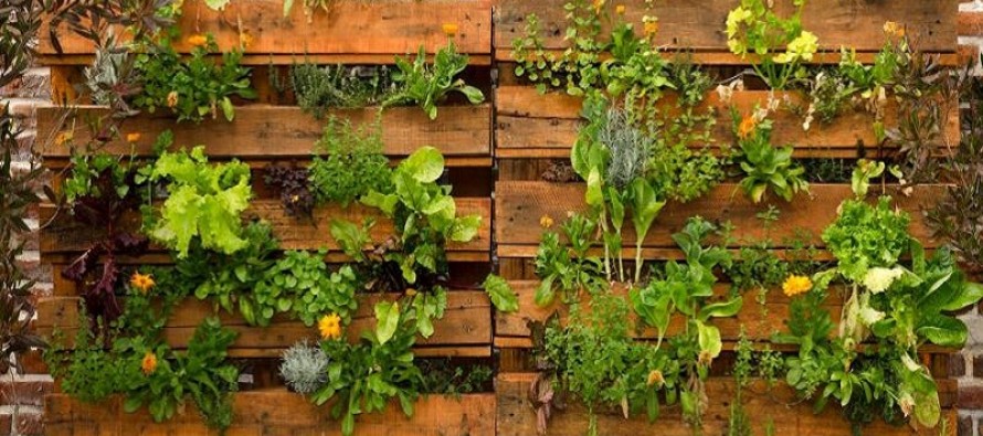 Calendario de siembra: qué plantar en mayo en la huerta del balcón