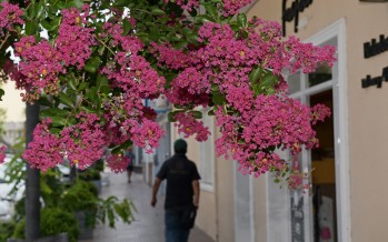 San Fernando: se plantarán 10 mil árboles nuevos durante este año
