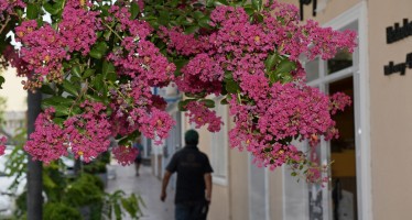 San Fernando: se plantarán 10 mil árboles nuevos durante este año
