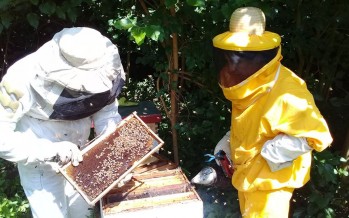 INTA Delta realizó un monitoreo del Apiario del Centro de Formación Profesional de Paraná Miní