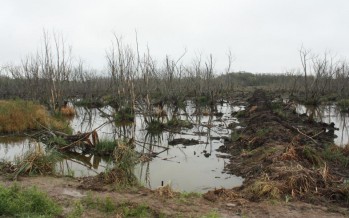 Humedales y biodiversidad en riesgo