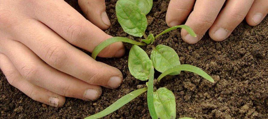 Espinaca, un cultivo fácil y nutritivo para sembrar en febrero