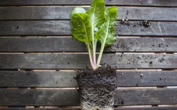 Mini huerta: frutas y verduras recomendadas para cultivar en macetas