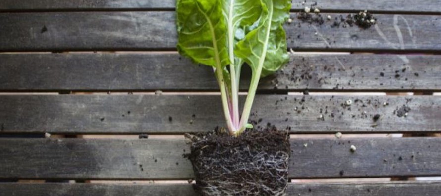 Mini huerta: frutas y verduras recomendadas para cultivar en macetas