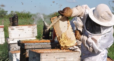 El polen como estrategia de diversificación apícola en el Delta