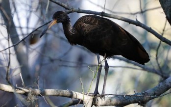 La ausencia de personas y de vehículos pobló de aves la ribera de la zona norte