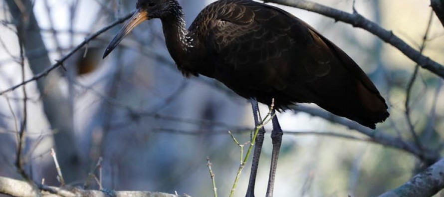 La ausencia de personas y de vehículos pobló de aves la ribera de la zona norte
