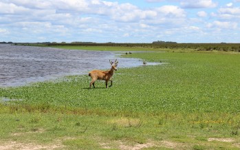 El Parque Nacional Ciervo de los Pantanos cumplió cinco años