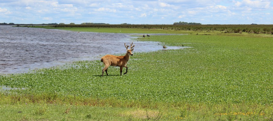 El Parque Nacional Ciervo de los Pantanos cumplió cinco años