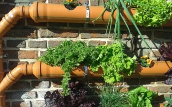 Con el invierno llegan los cuidados especiales en la huerta