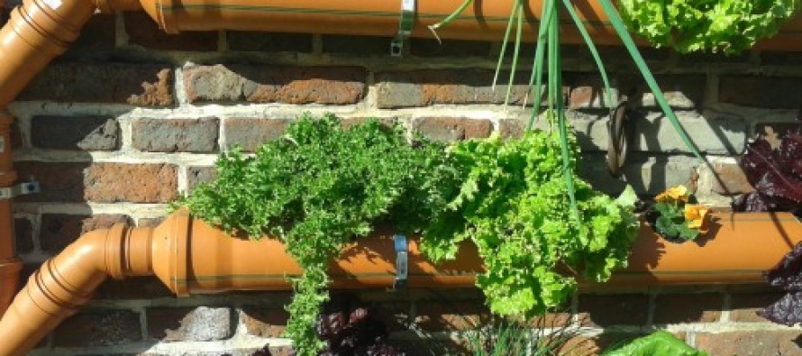 Con el invierno llegan los cuidados especiales en la huerta