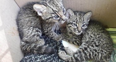 Campaña del Centro de Rescate de Fauna Silvestre de Fundación Temaikén