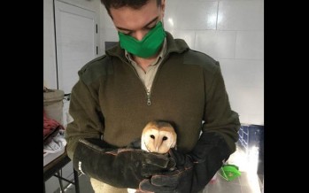 El Municipio de San Isidro rescató una lechuza que estaba herida