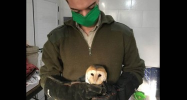El Municipio de San Isidro rescató una lechuza que estaba herida