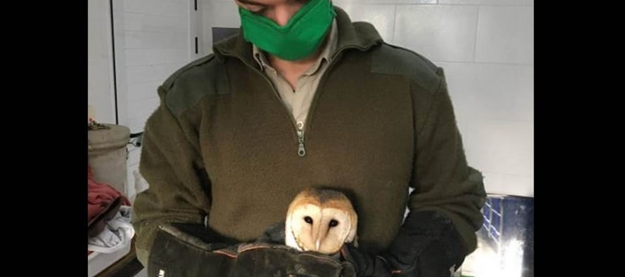 El Municipio de San Isidro rescató una lechuza que estaba herida