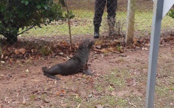 Rescatan a un lobo marino en un barrio privado de Escobar a orillas del río Luján