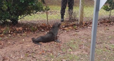 Rescatan a un lobo marino en un barrio privado de Escobar a orillas del río Luján