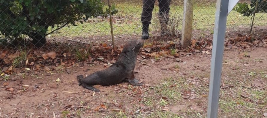 Rescatan a un lobo marino en un barrio privado de Escobar a orillas del río Luján