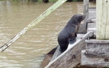 Fue rescatado otro lobo marino en Tigre