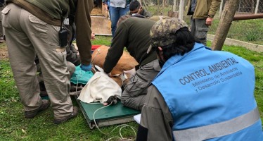 Reinsertaron a un ciervo de los pantanos a su hábitat luego de tres meses de recuperación