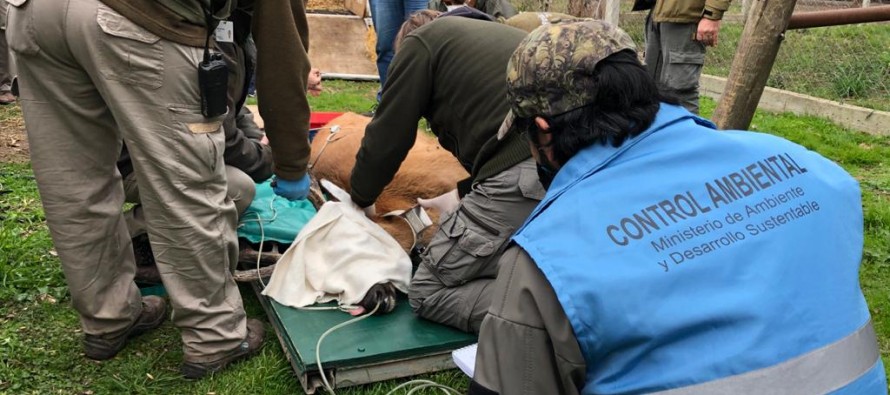 Reinsertaron a un ciervo de los pantanos a su hábitat luego de tres meses de recuperación