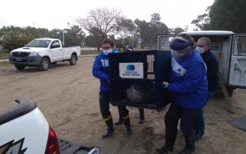 Trasladaron a la costa atlántica al elefante marino rescatado en el delta de Tigre