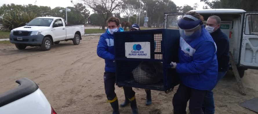Trasladaron a la costa atlántica al elefante marino rescatado en el delta de Tigre