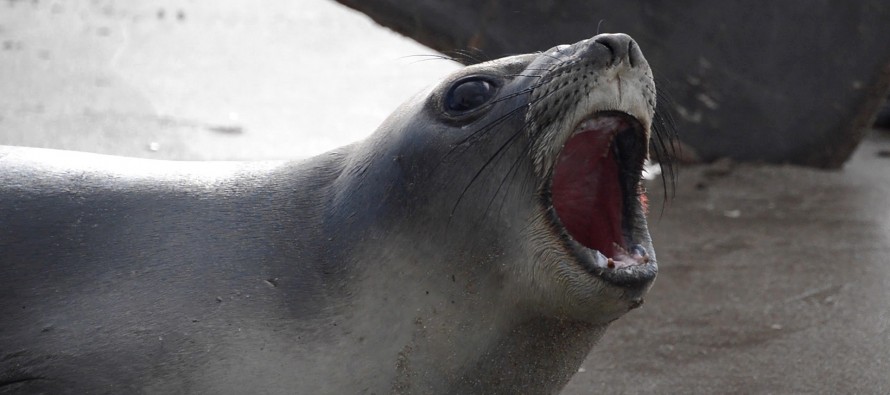 Volvieron al mar los lobos marinos rescatados fuera de su hábitat