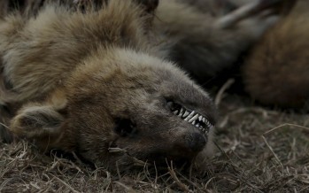 Ambientalistas denuncian la pérdida «casi total» de la fauna de las islas por las quemas