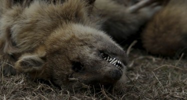 Ambientalistas denuncian la pérdida «casi total» de la fauna de las islas por las quemas