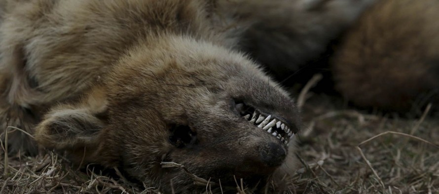 Ambientalistas denuncian la pérdida «casi total» de la fauna de las islas por las quemas