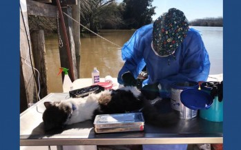 Una médica veterinaria del Delta asiste a animales de la zona