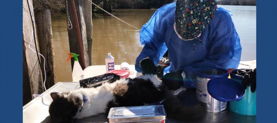 Una médica veterinaria del Delta asiste a animales de la zona